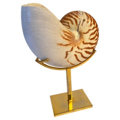 Authentic Nautilus Shell on a Custom Polished Brass Stand