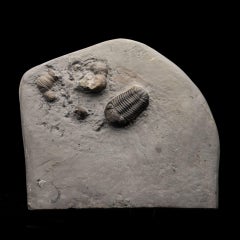 Fossile authentique de trilobite Phacops rana rana du Dévonien, provenant de New York