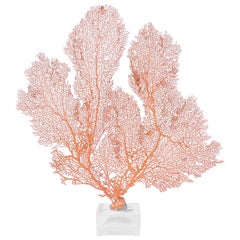 Authentic Red Sea Fan Specimen on Lucite