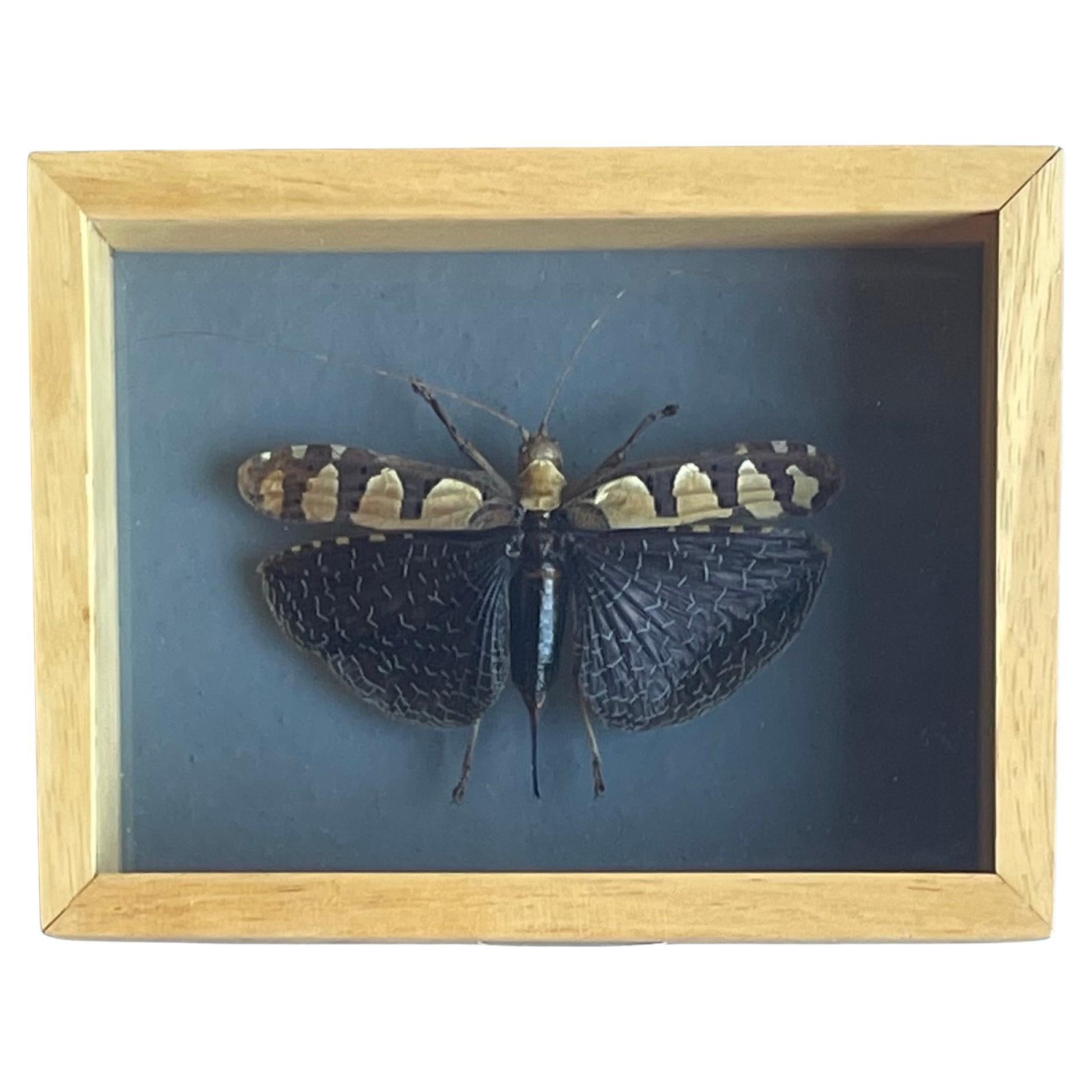 Authentic "Sanna Intermedia" Butterfly Taxidermy Sculpture