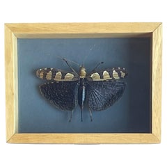 Vintage Authentic "Sanna Intermedia" Butterfly Taxidermy Sculpture
