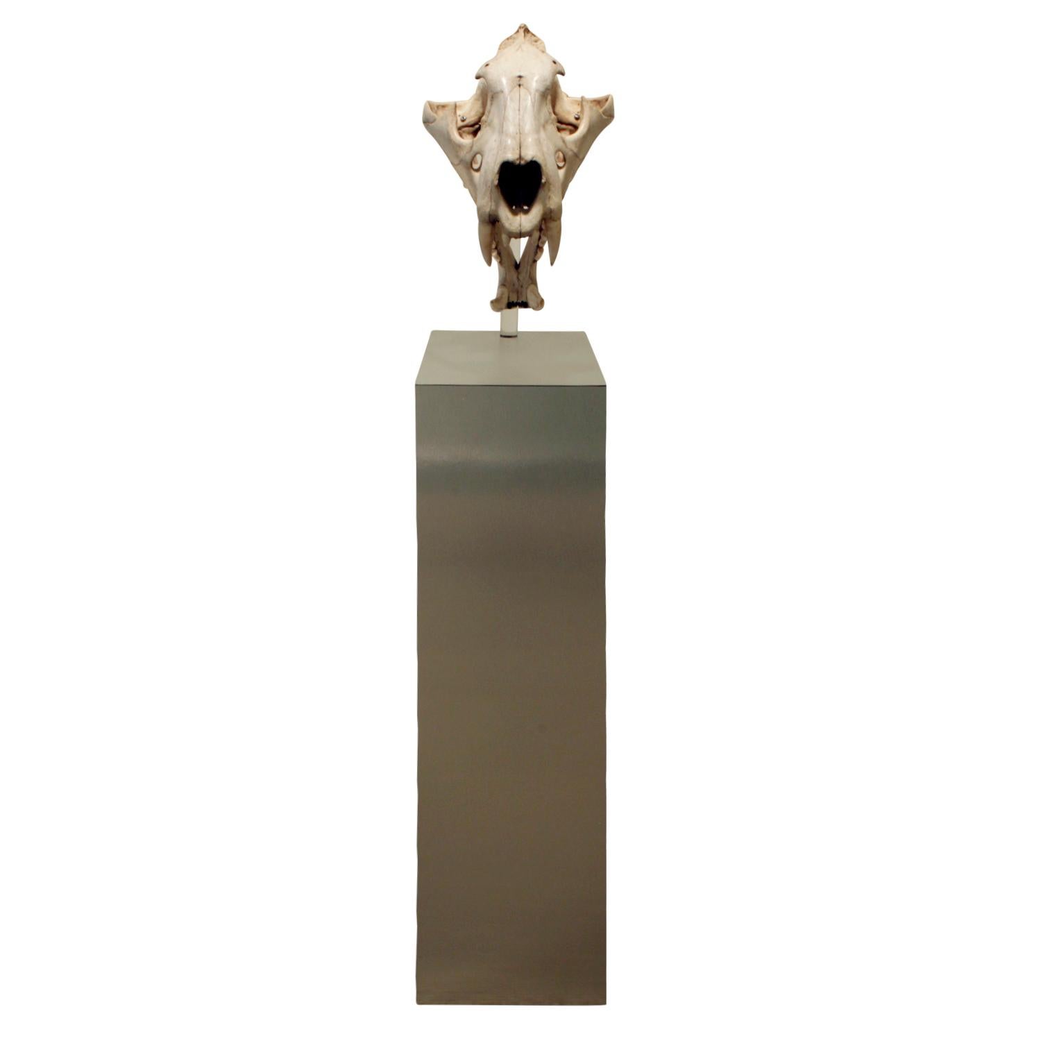 Authentic tiger skull mounted on Lucite stem with brushed steel base, American, 1970s (this piece was decommissioned from a museum). It is beautifully mounted.

Base:
W 9 inches, D 12 inches, H 36 inches

Skull:
W 9 inches, D 13 inches, H 14