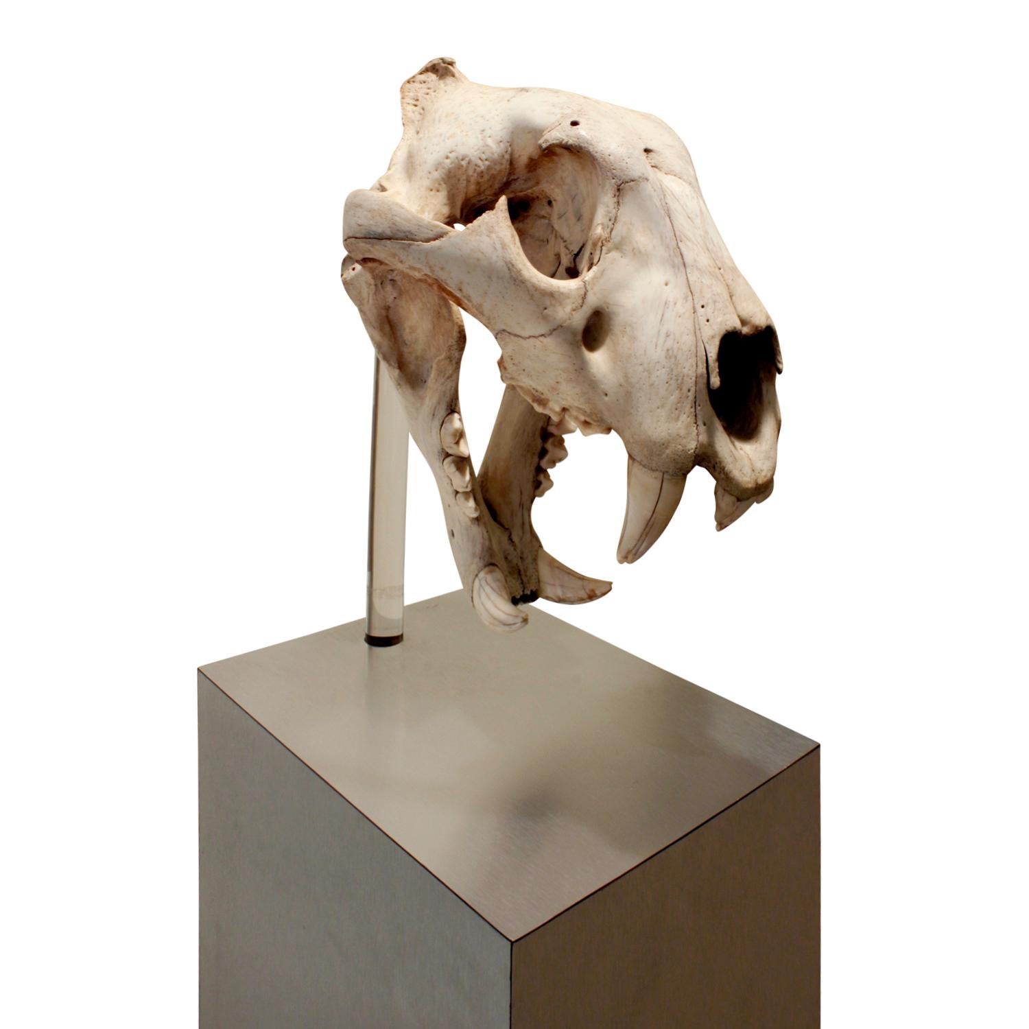 Modern Authentic Tiger Skull Mounted on Brushed Steel Base, 1970s For Sale