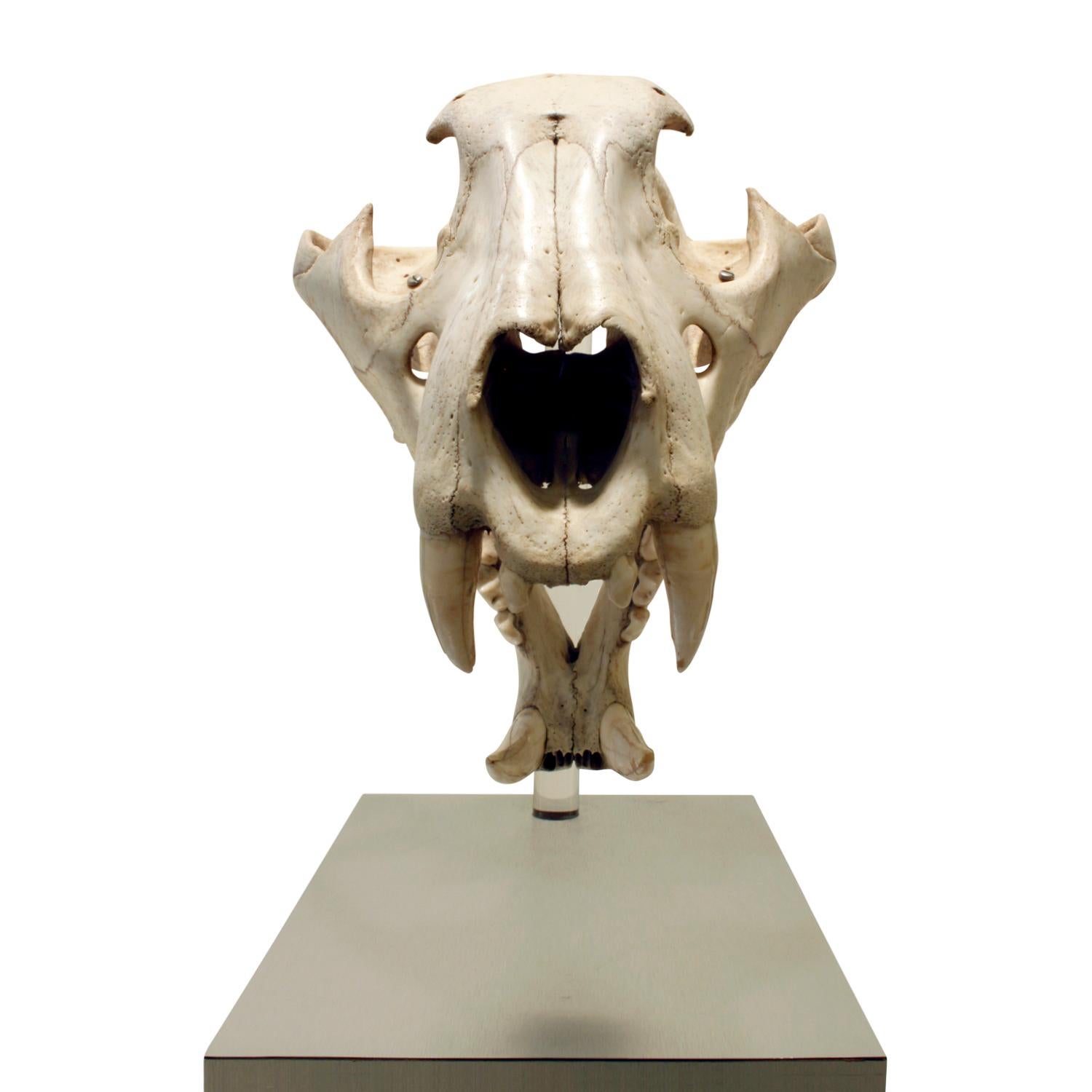 American Authentic Tiger Skull Mounted on Brushed Steel Base, 1970s For Sale