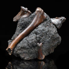 Authentic Vulture Bone Fossil in Natural Matrix – Prehistoric Avian Specimen