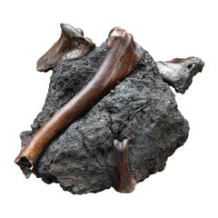 Authentic Vulture Bone Fossil in Natural Matrix – Prehistoric Avian Specimen