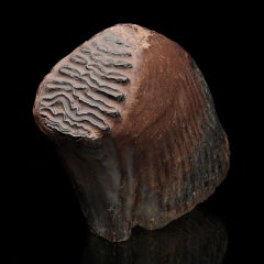 Autentico dente e mascella di mammut lanoso, fossile dell'era glaciale