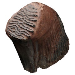 Autentico dente e mascella di mammut lanoso, fossile dell'era glaciale