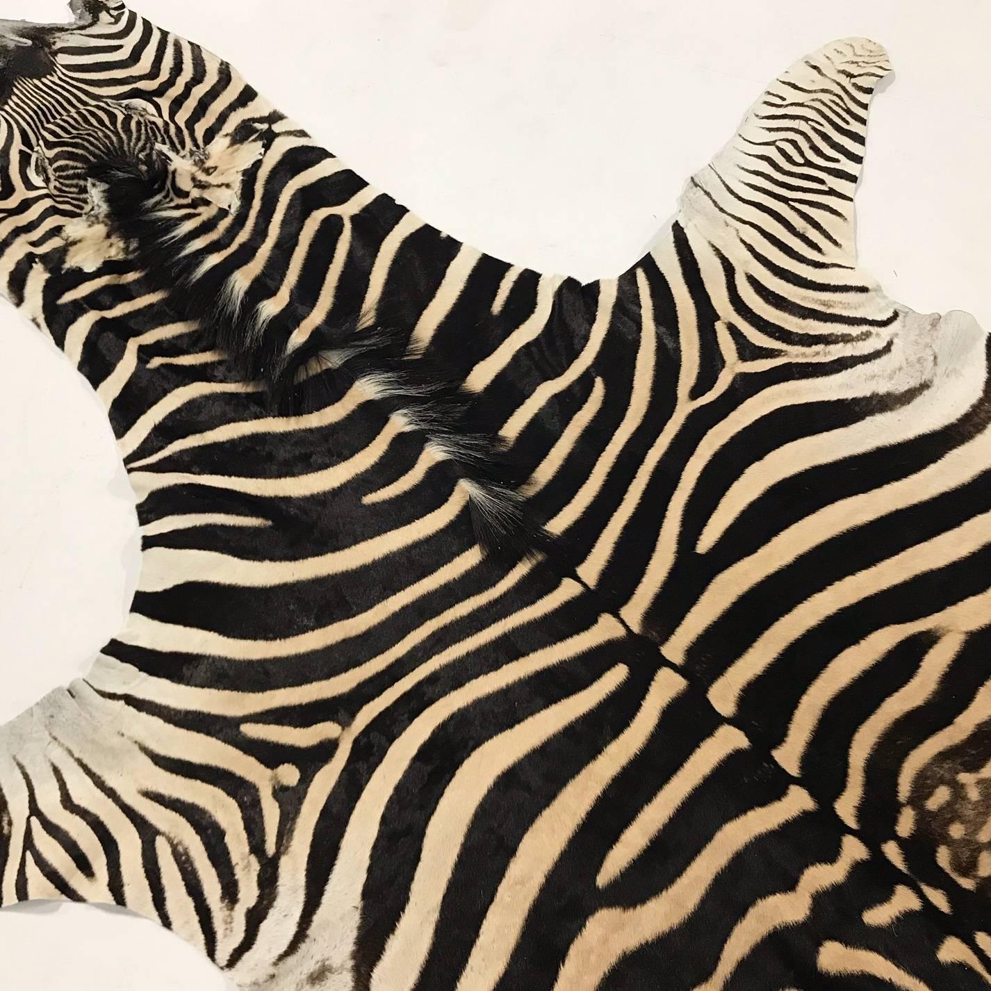 Authentic Zebra Hide Rug In Excellent Condition In SAINT LOUIS, MO