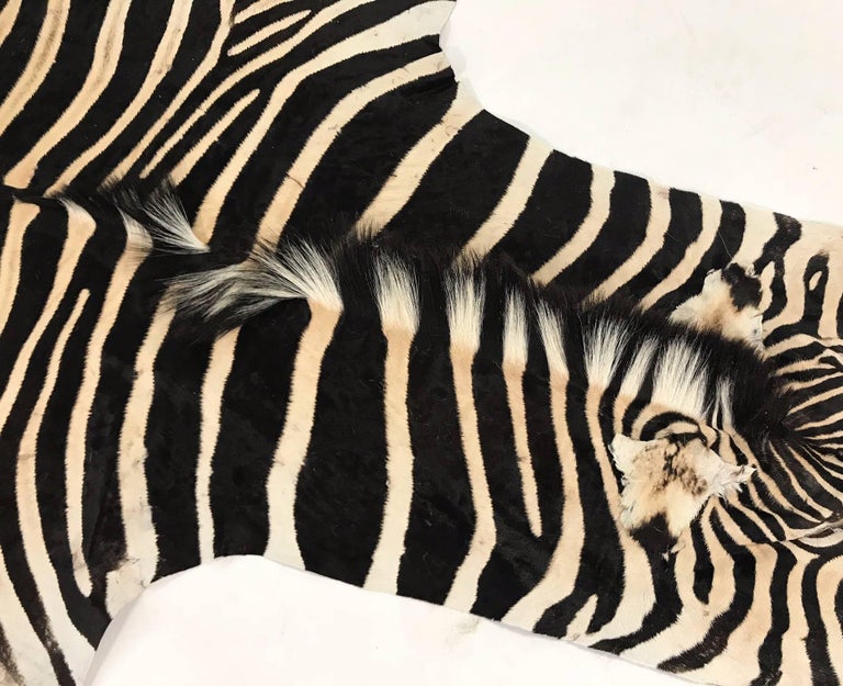 Authentic Zebra Hide Rug at 1stDibs