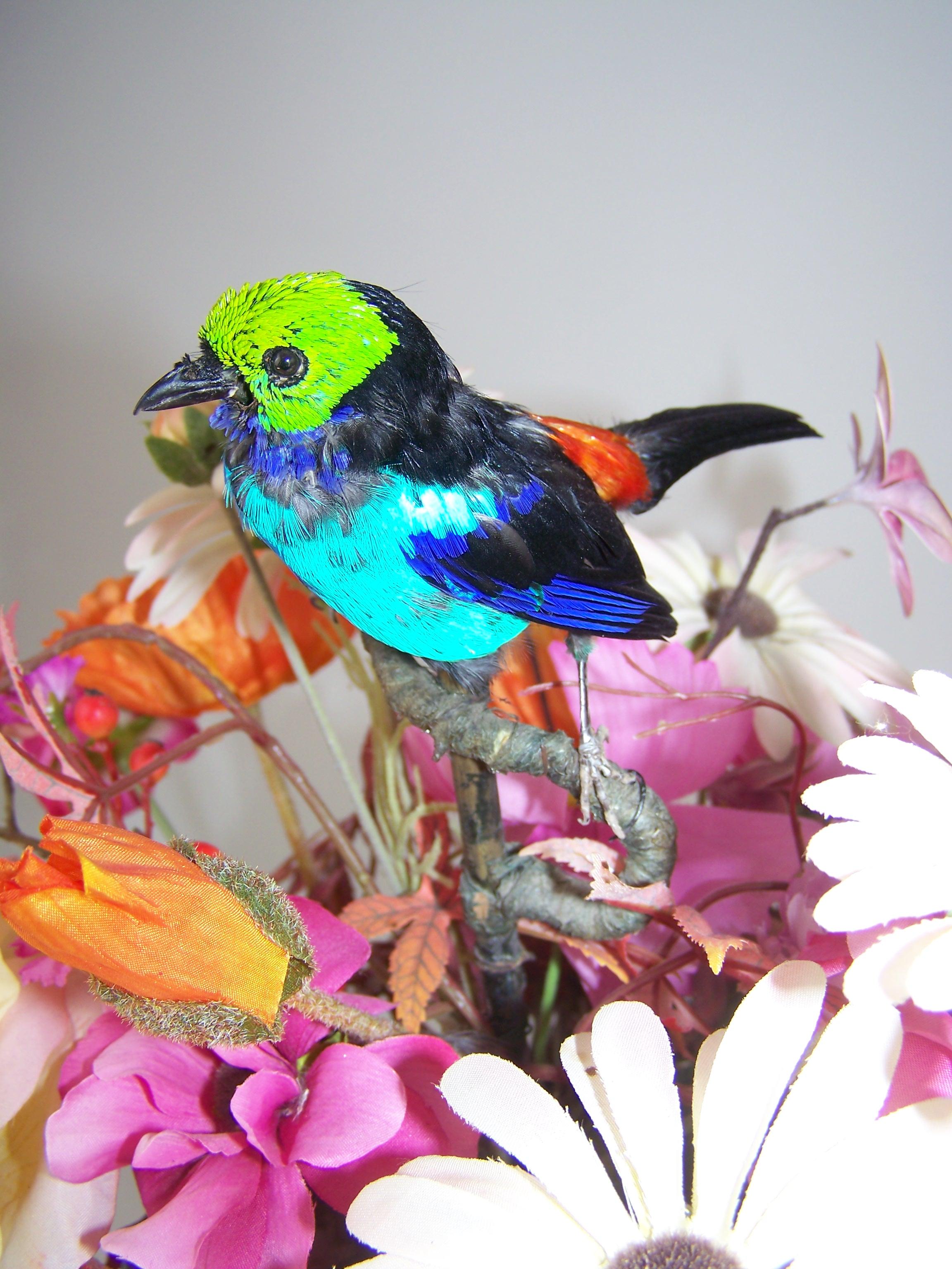 Metal Automaton singing bird by Bontems For Sale