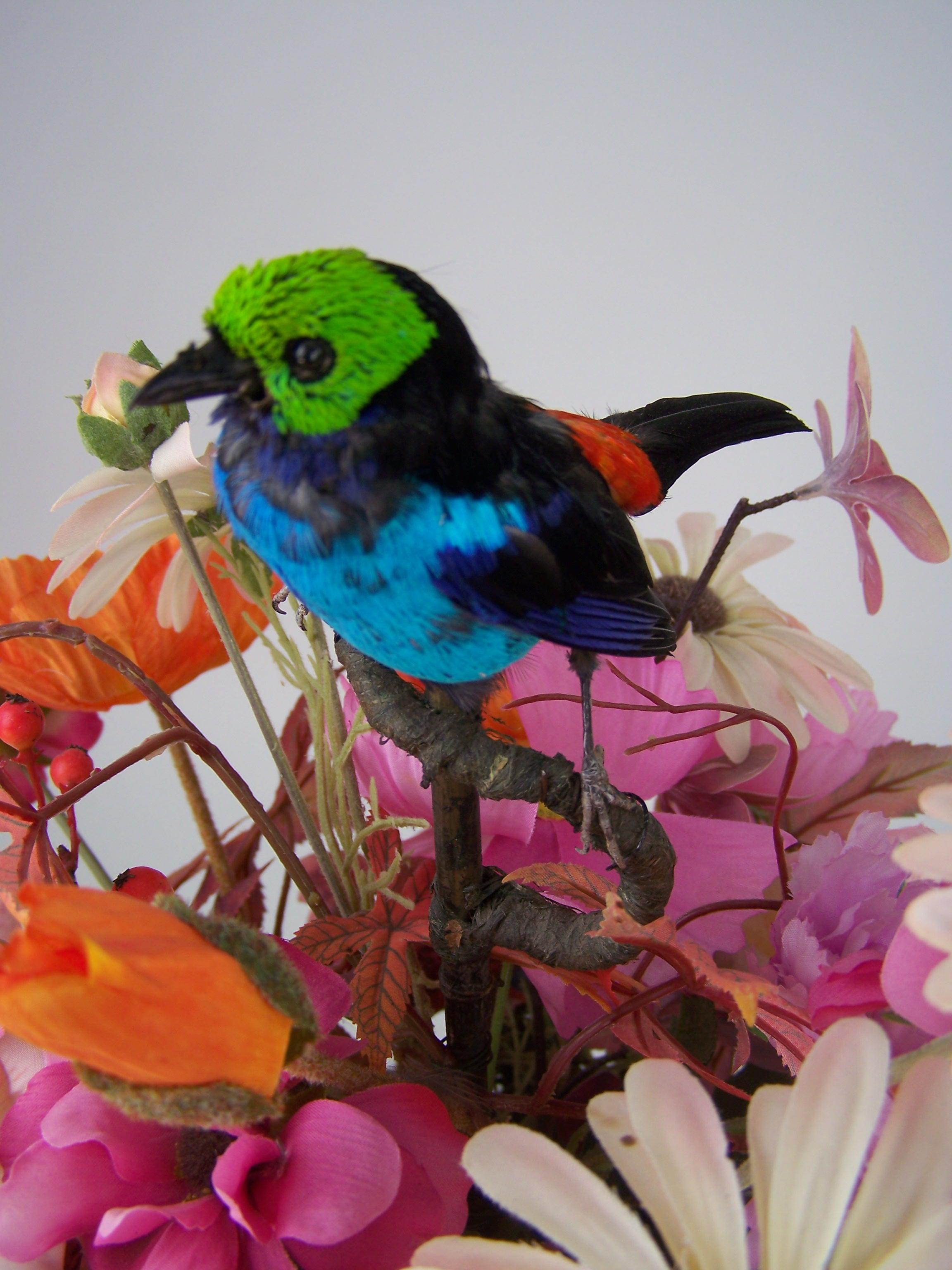 Automaton singing bird by Bontems For Sale 1