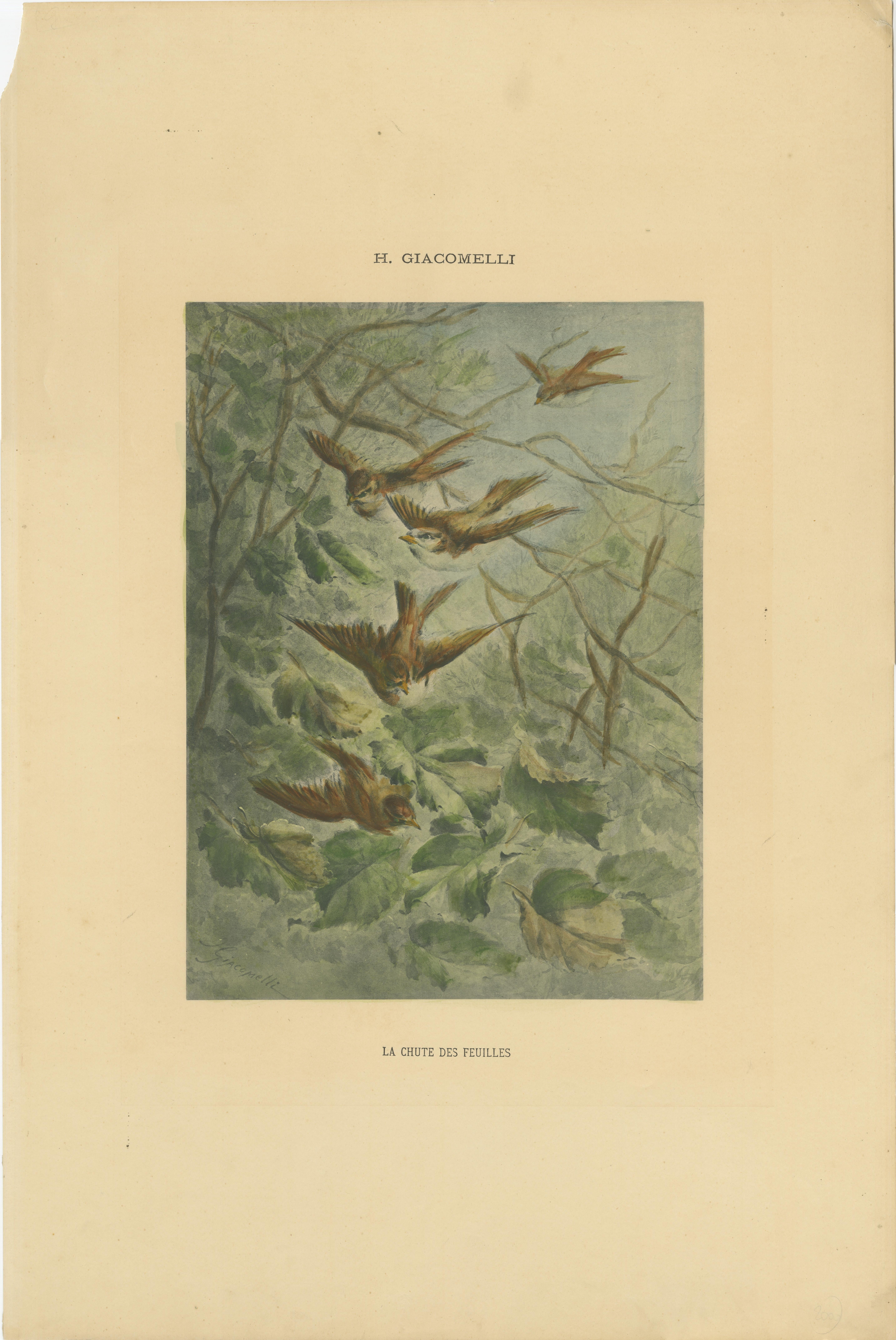Autumn Flight - Giacomelli’s Sparrows in Falling Leaves, Circa 1891

This evocative print, titled 