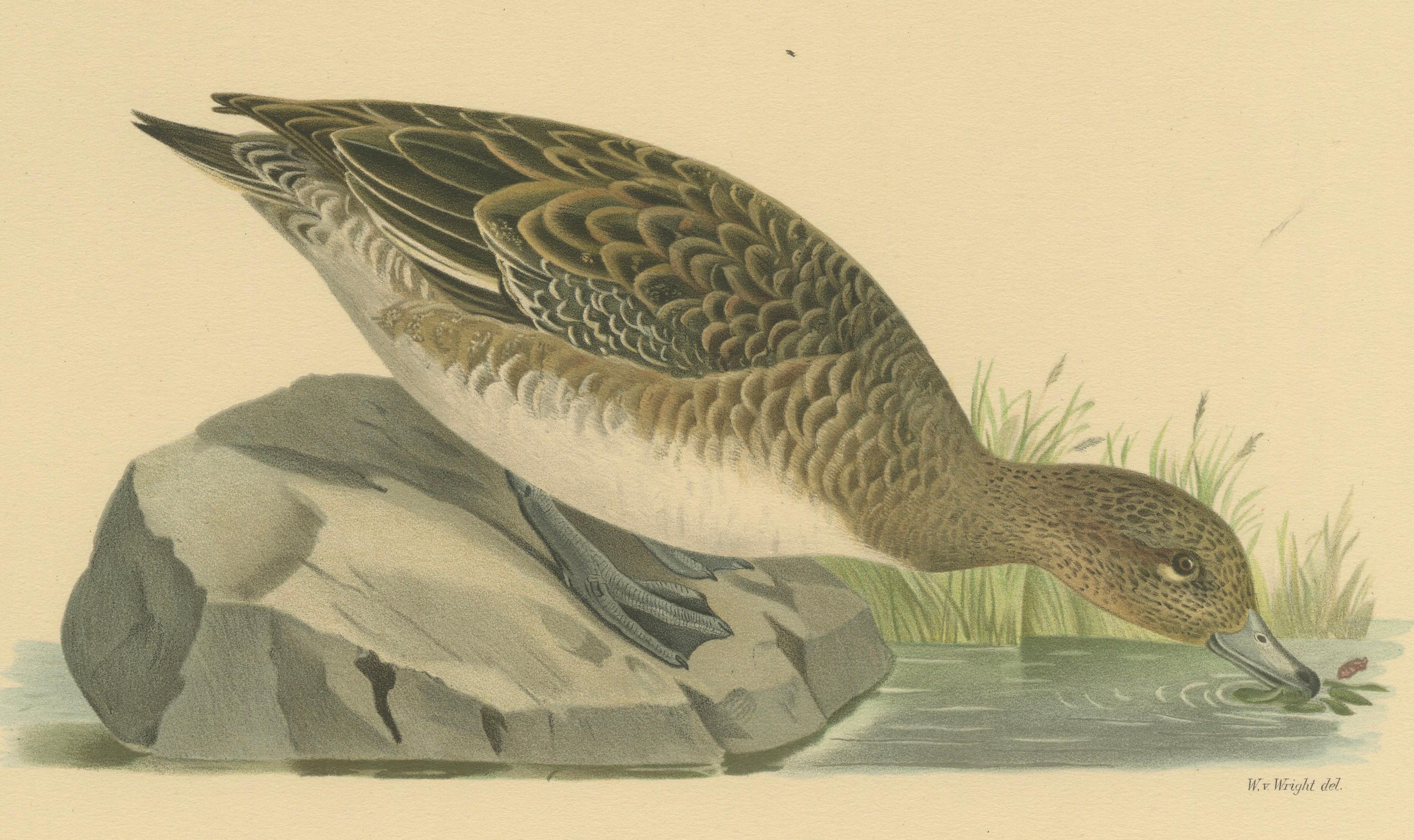 This image is a delicately crafted illustration of a female Eurasian Wigeon, known scientifically as Anas (Mareca) Penelope. The bird is positioned resting on a rock, with its head gracefully extended towards the water, as if captured mid-drink. Its