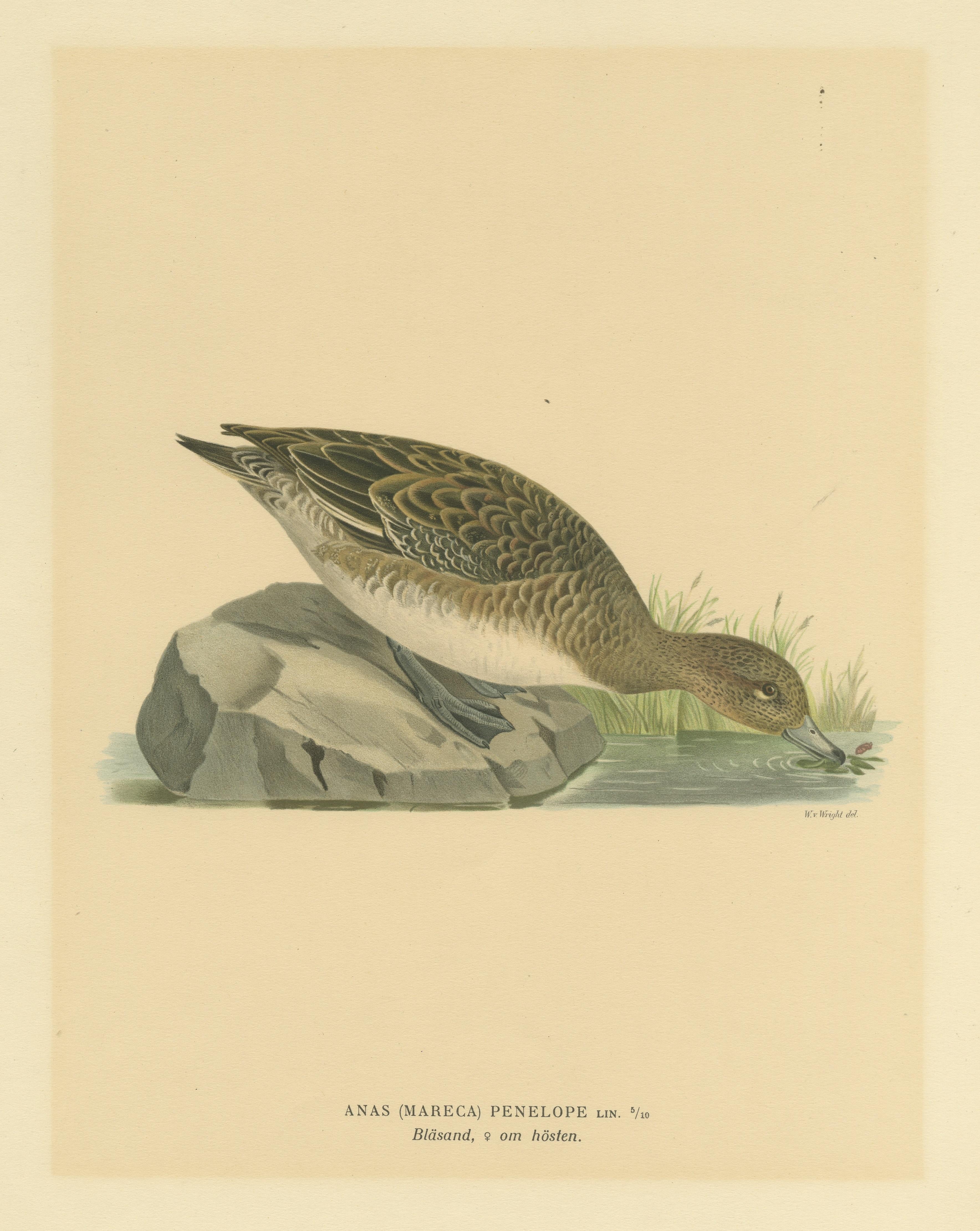 Herbstrückwand: Druck des Eurasian Wigeon mit altem Vogeldruck von Magnus von Wright, 1929 (20. Jahrhundert) im Angebot