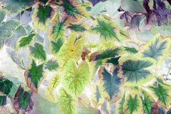 Abstract archival pigment print (photograph) of coleus flowering plant, flora