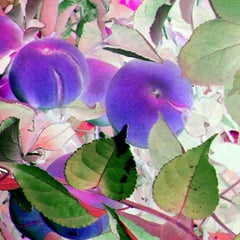 Abstrakter Archivpigmentdruck (Fotografie) von Pflaumenbaum, violetten Früchten, Blättern
