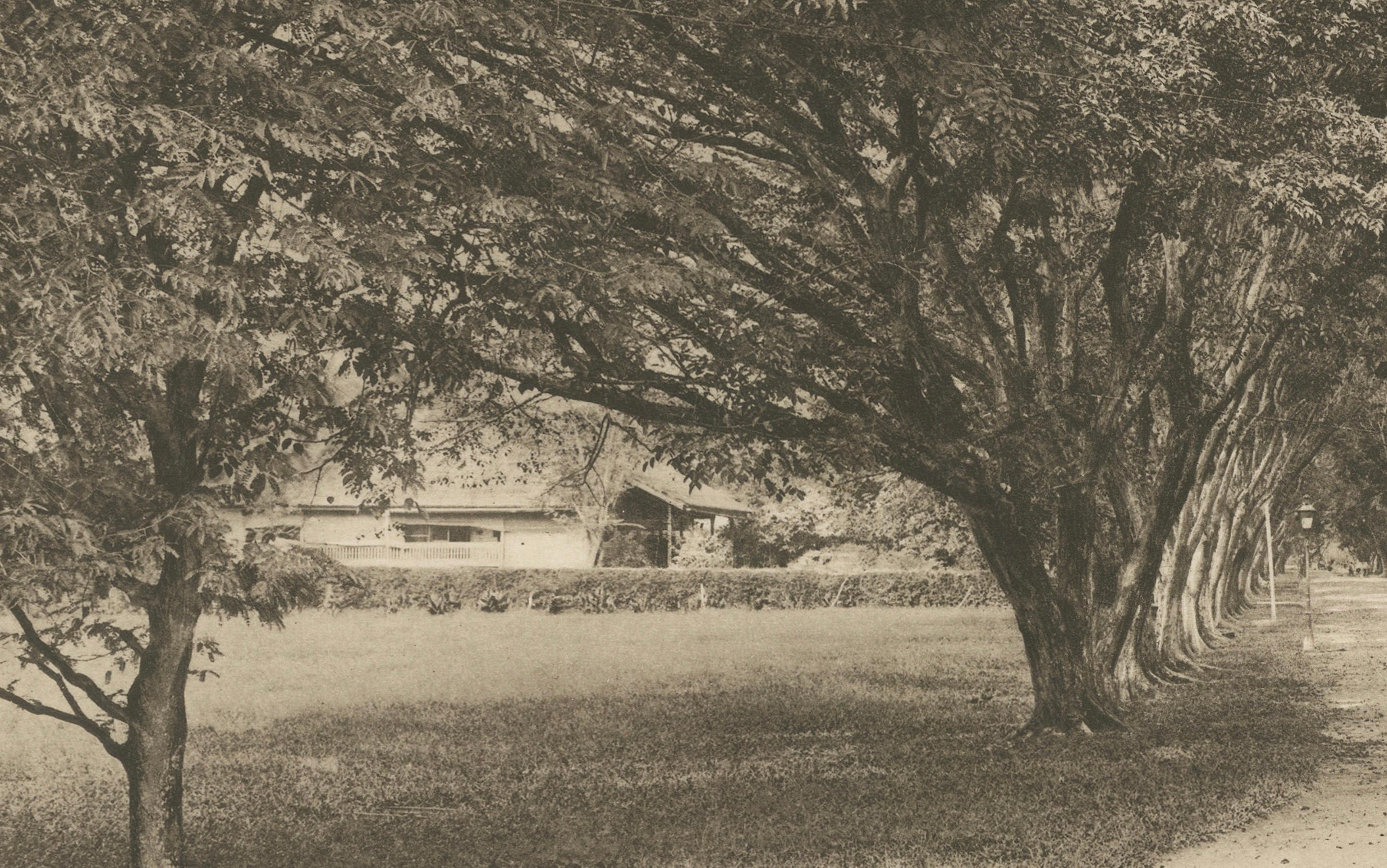 Avenue des arbres, Tandjong Poera, Sumatra, Kleingrothe, Indes orientales néerlandaises vers 1910 en vente 5