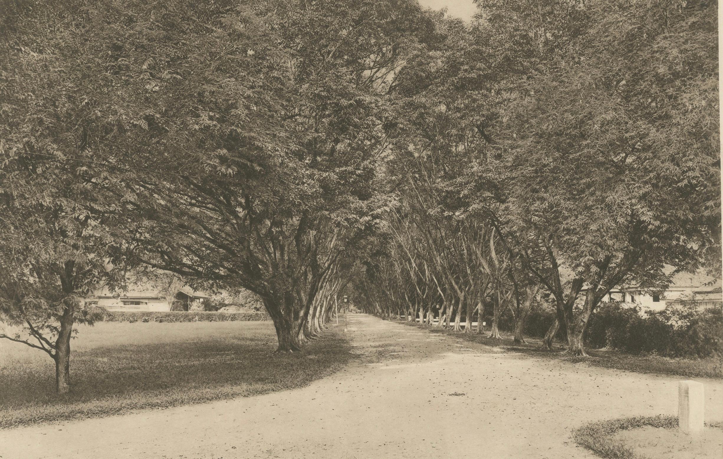 Avenue des arbres, Tandjong Poera, Sumatra, Kleingrothe, Indes orientales néerlandaises vers 1910 Bon état - En vente à Langweer, NL
