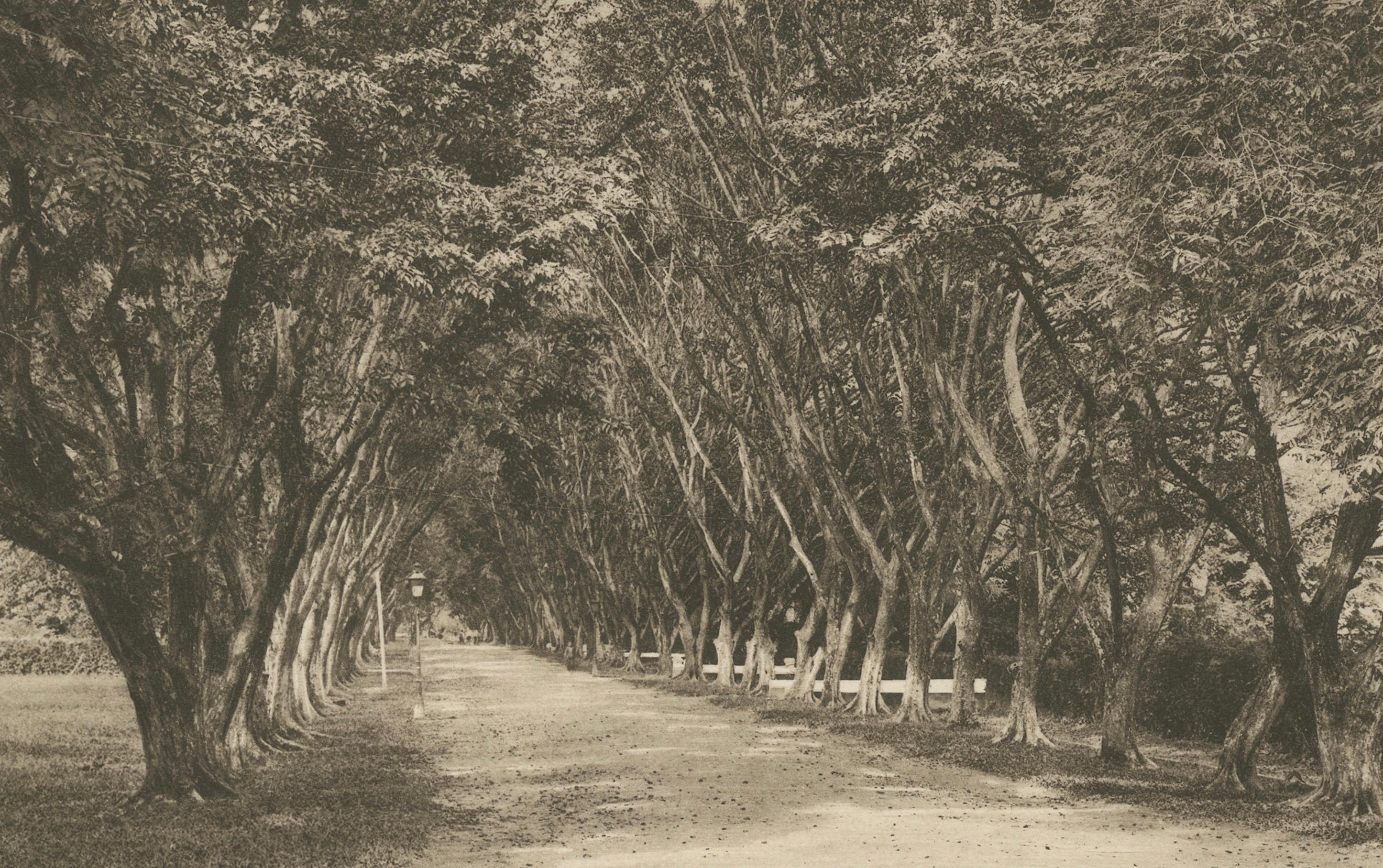 20ième siècle Avenue des arbres, Tandjong Poera, Sumatra, Kleingrothe, Indes orientales néerlandaises vers 1910 en vente