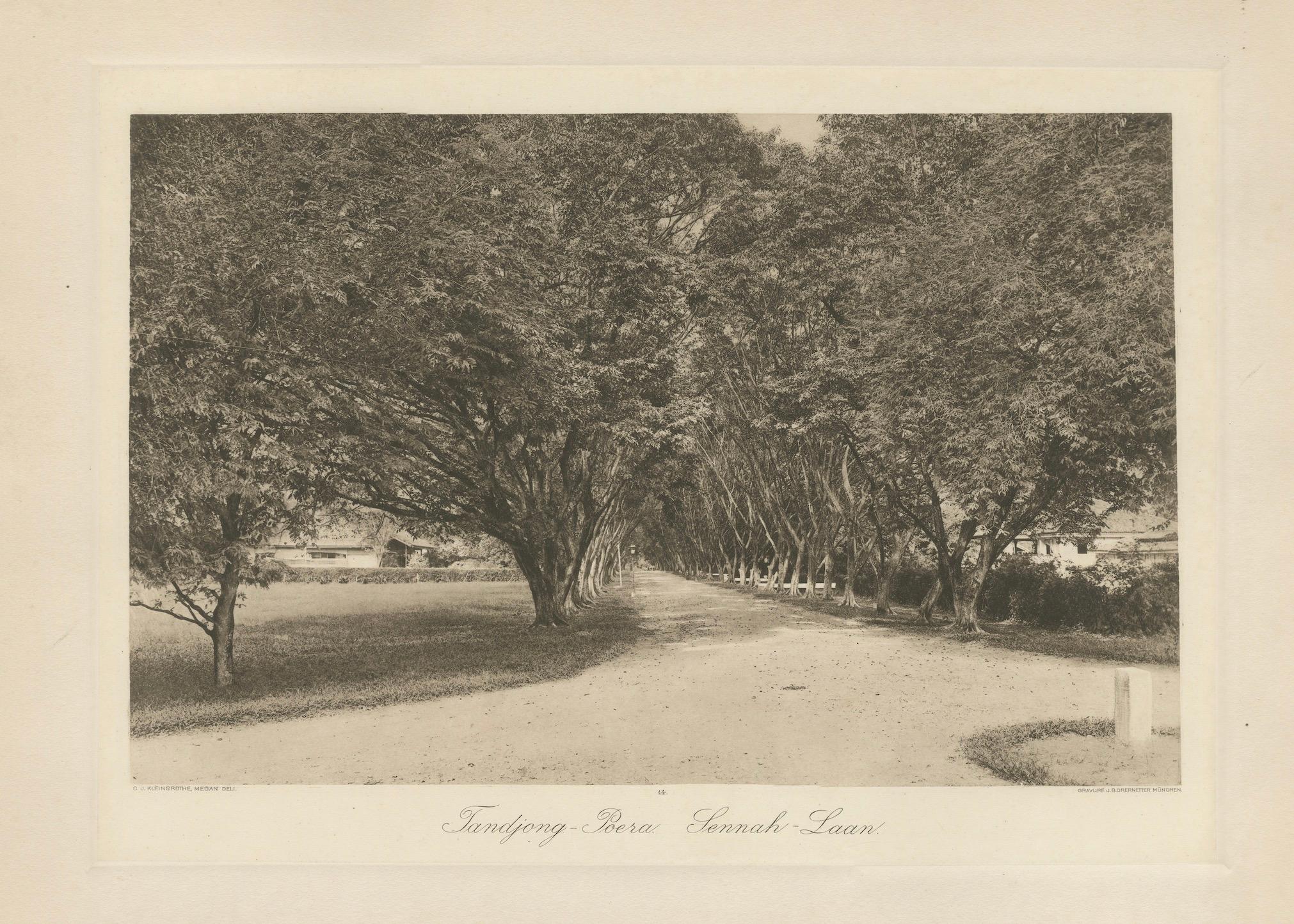 Avenue des arbres, Tandjong Poera, Sumatra, Kleingrothe, Indes orientales néerlandaises vers 1910 en vente 1