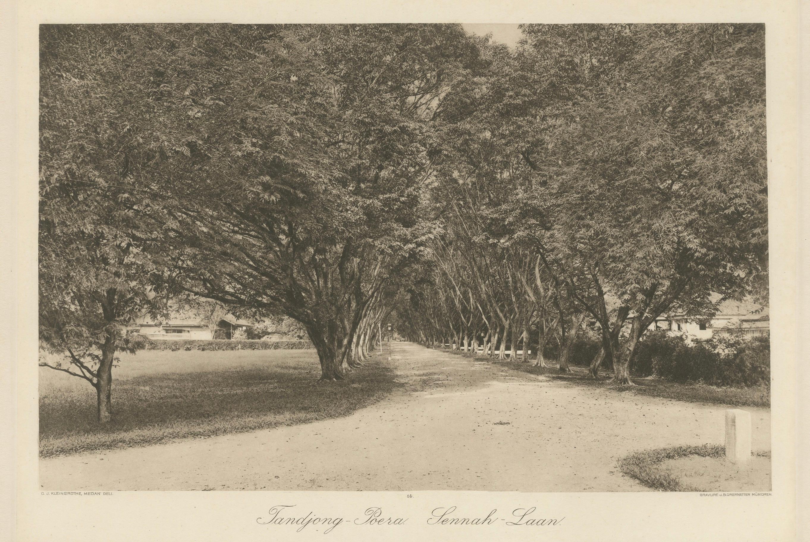 Avenue des arbres, Tandjong Poera, Sumatra, Kleingrothe, Indes orientales néerlandaises vers 1910 en vente 2