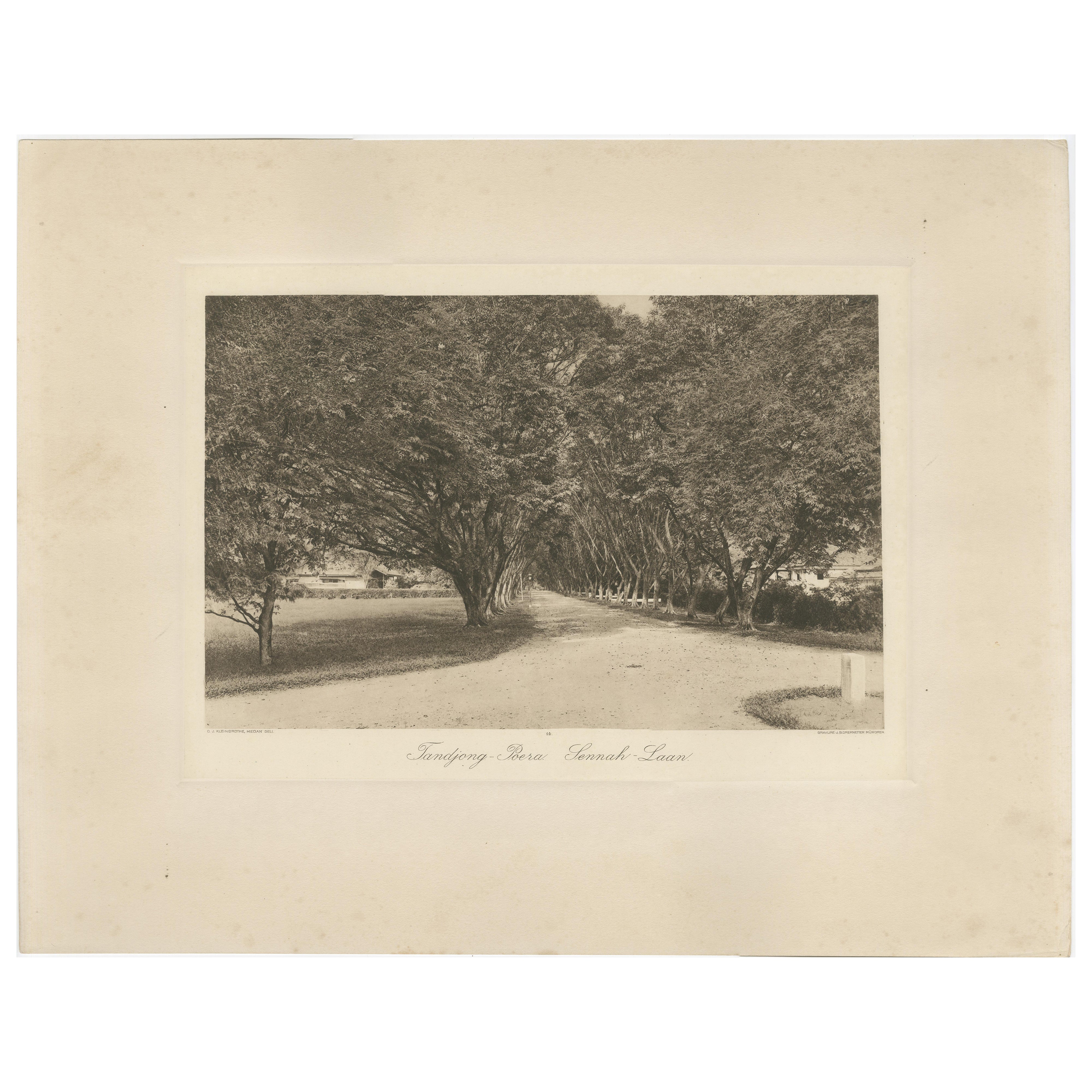Avenue des arbres, Tandjong Poera, Sumatra, Kleingrothe, Indes orientales néerlandaises vers 1910