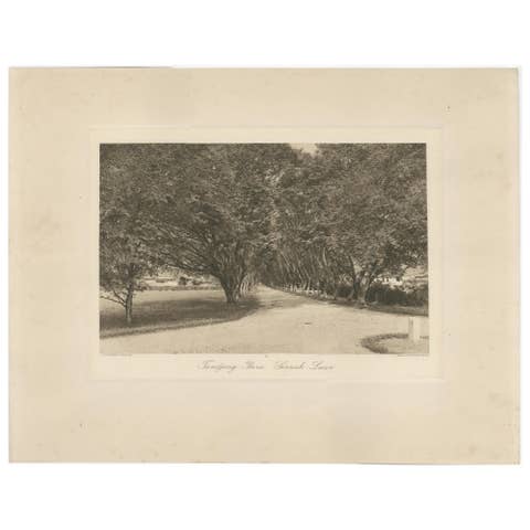 Avenue of Trees, Tandjong Poera, Sumatra, Kleingrothe, Dutch East Indies c1910