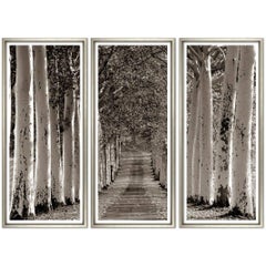 Avenue of Trees Triptych