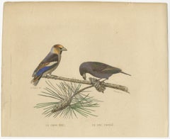 Avian Treasures from Buffon's Natural History: Hand-Colored Masterpieces, 1837