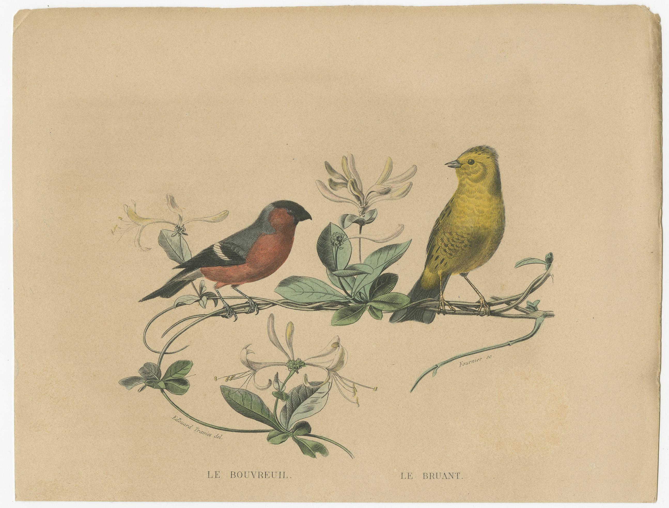 Avian Treasures from Buffon's Natural History: Handkolorierte Meisterwerke, 1837 im Zustand „Gut“ im Angebot in Langweer, NL