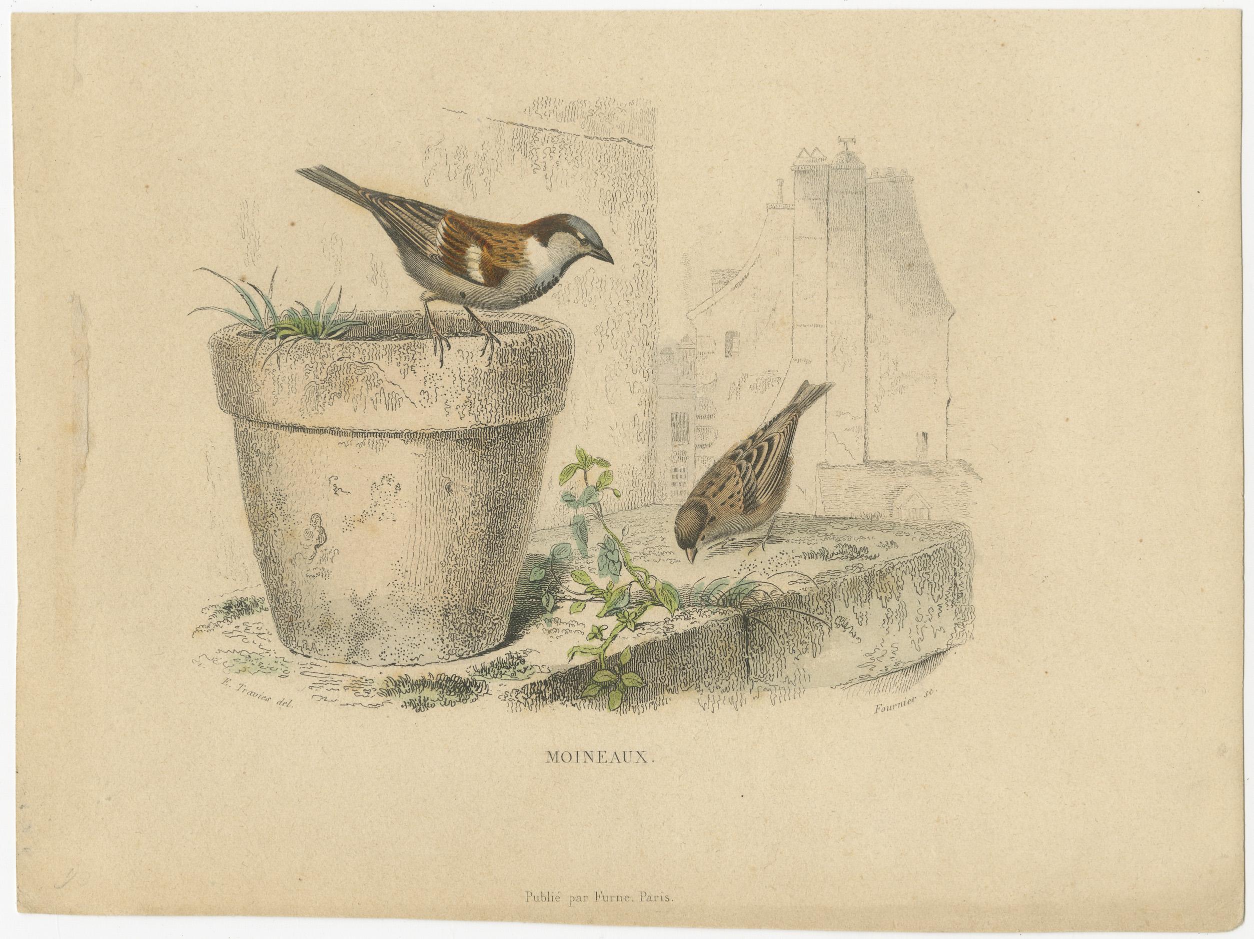 Avian Treasures from Buffon's Natural History: Handkolorierte Meisterwerke, 1837 (Mittleres 19. Jahrhundert) im Angebot