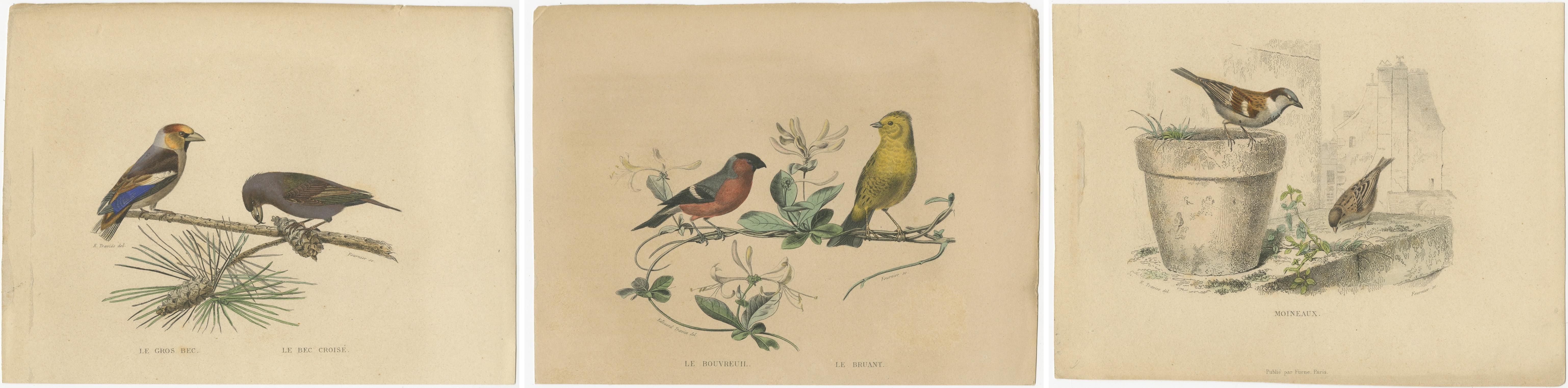 Avian Treasures from Buffon's Natural History: Handkolorierte Meisterwerke, 1837 (Papier) im Angebot