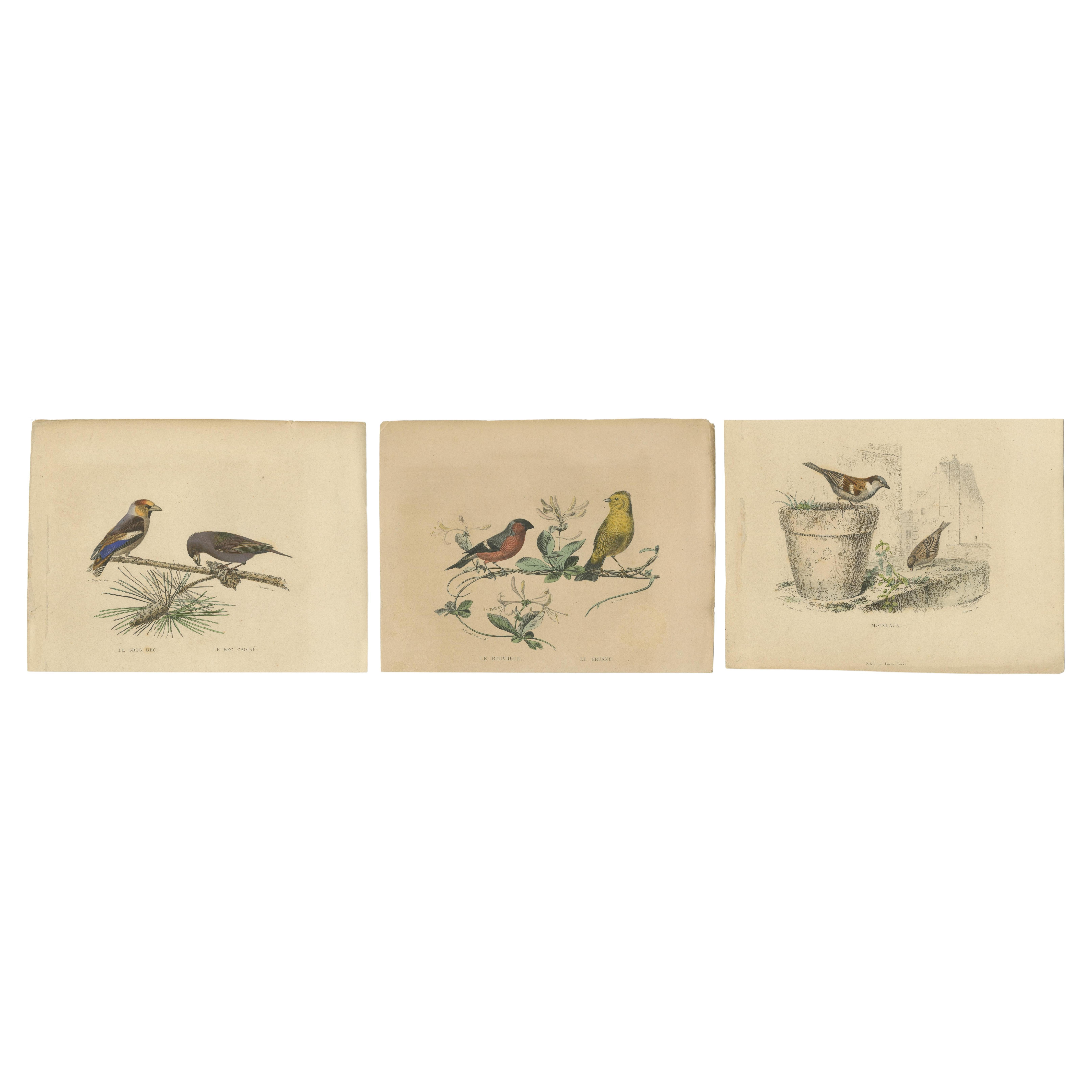Avian Treasures from Buffon's Natural History: Hand-Colored Masterpieces, 1837
