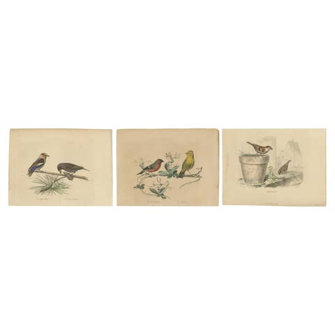 Avian Treasures from Buffon's Natural History: Hand-Colored Masterpieces, 1837