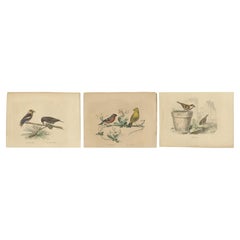 Antique Avian Treasures from Buffon's Natural History: Hand-Colored Masterpieces, 1837