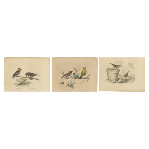 Avian Treasures from Buffon's Natural History: Hand-Colored Masterpieces, 1837