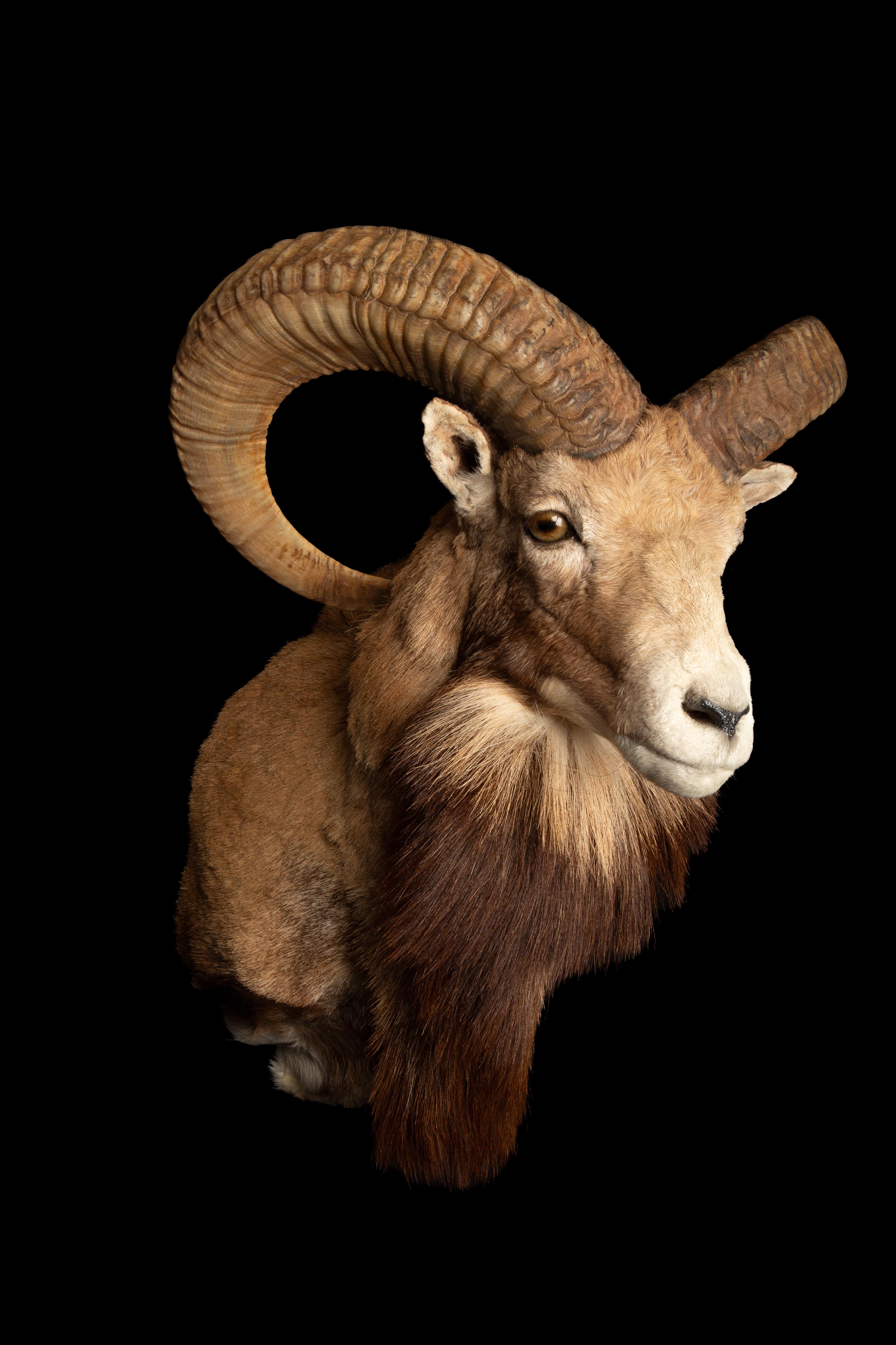 Exquisite Taxidermy Red Sheep Ram Shoulder Mount, a work of art that has earned the prestigious Sierra Club Gold Award for Taxidermy. This meticulously crafted piece showcases the beauty and grandeur of the Red Sheep Ram, capturing every intricate
