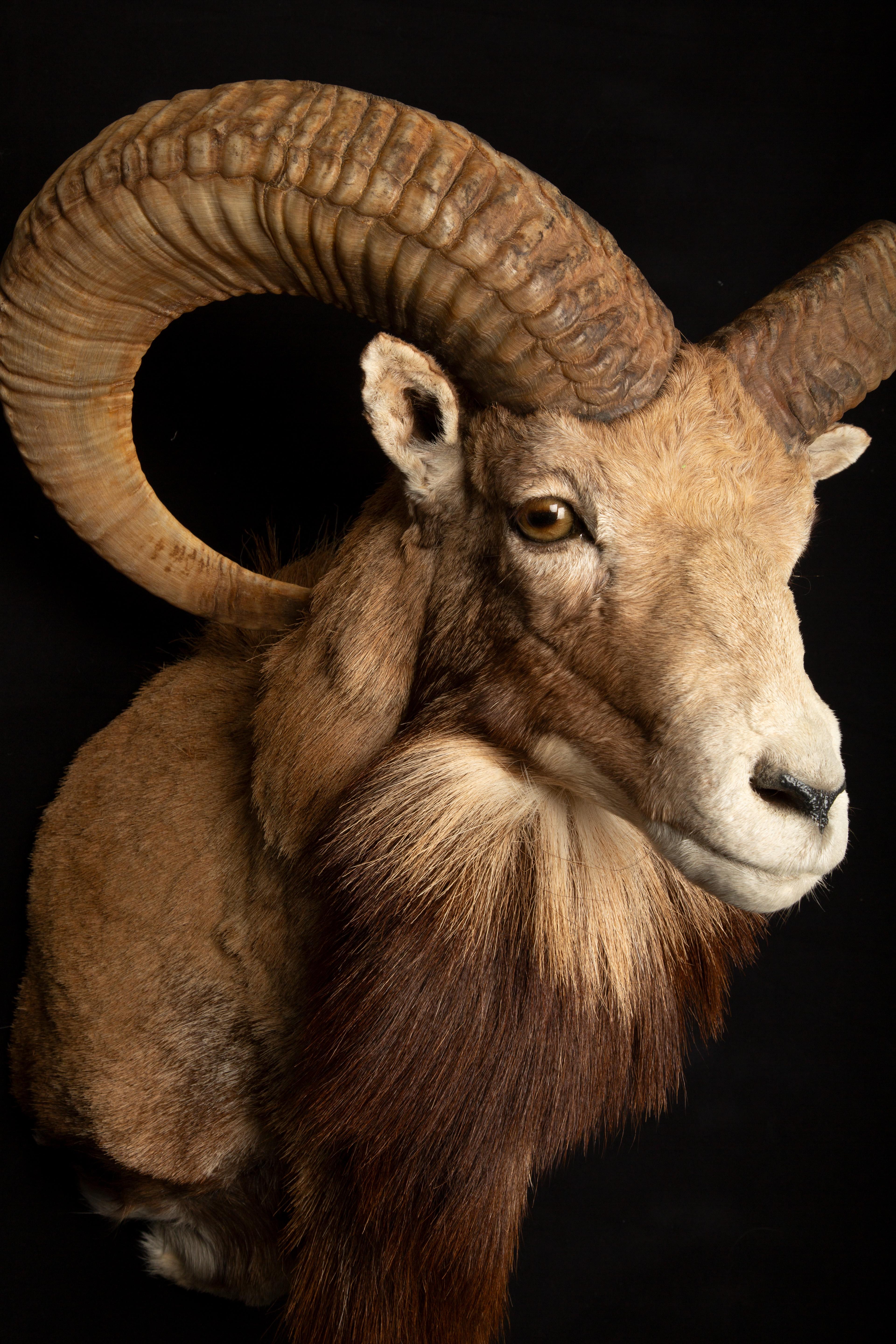 Award Winning Taxidermy Red Sheep Ram Shoulder Mount In New Condition In New York, NY