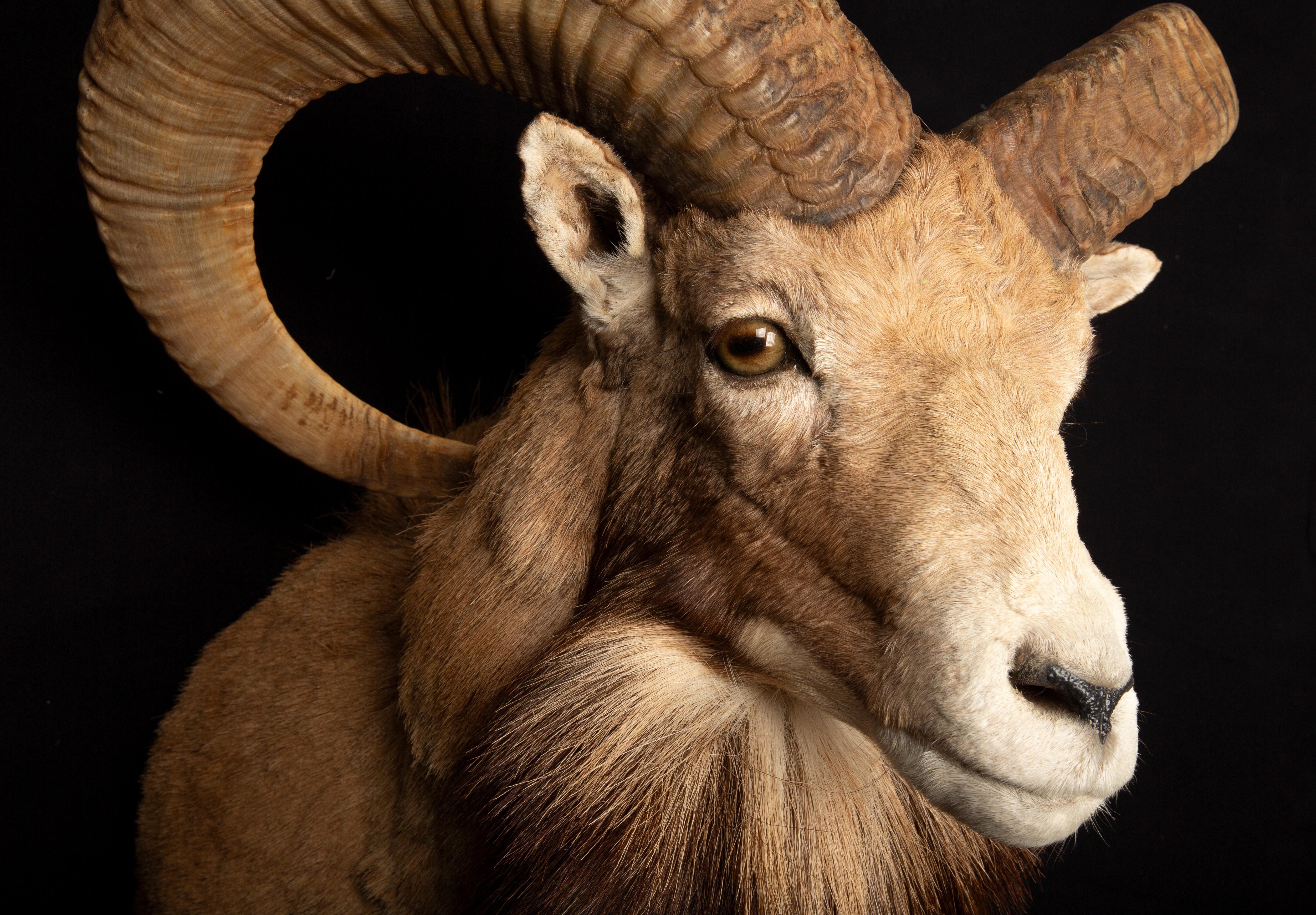 Contemporary Award Winning Taxidermy Red Sheep Ram Shoulder Mount
