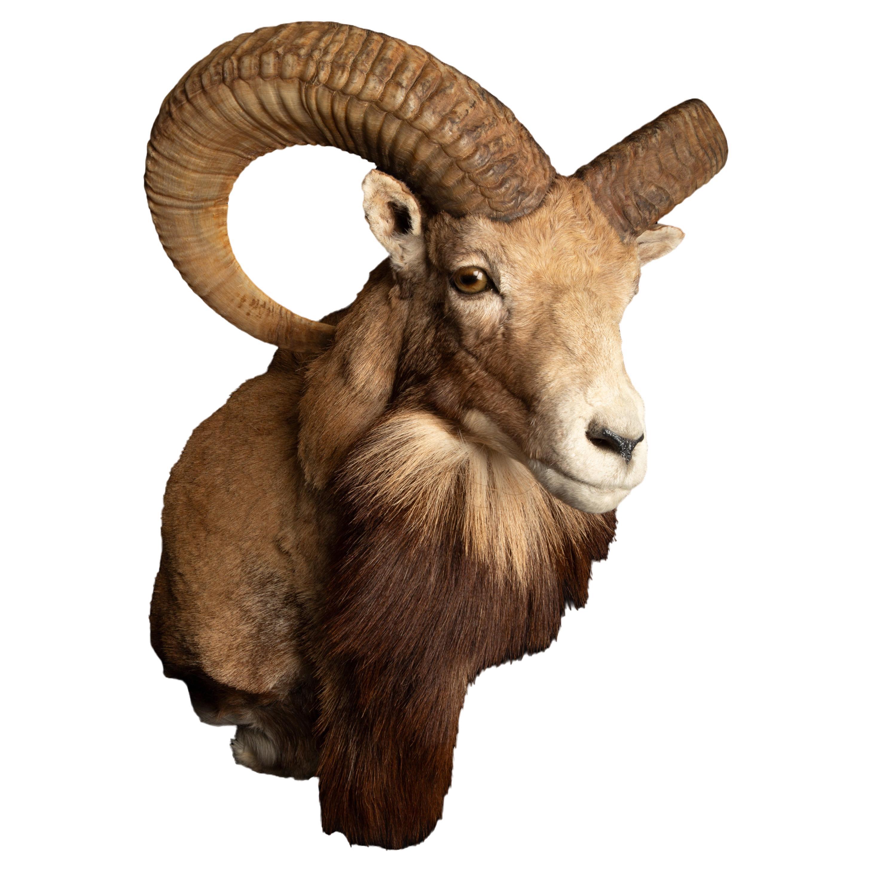 Award Winning Taxidermy Red Sheep Ram Shoulder Mount