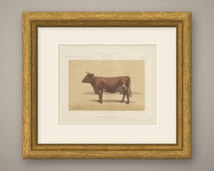 Ayrshire Cow, Scottish Dairy Cattle Chromolithograph by Olivier de Penne, 1863