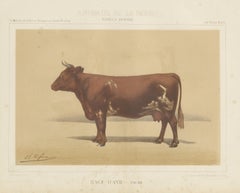 Ayrshire Cow, Scottish Dairy Cattle Chromolithograph by Olivier de Penne, 1863