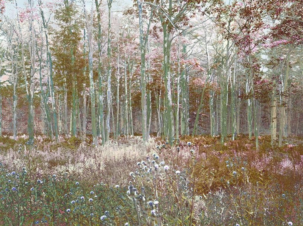 Aziz + Cucher Landscape Print - Birch Grove