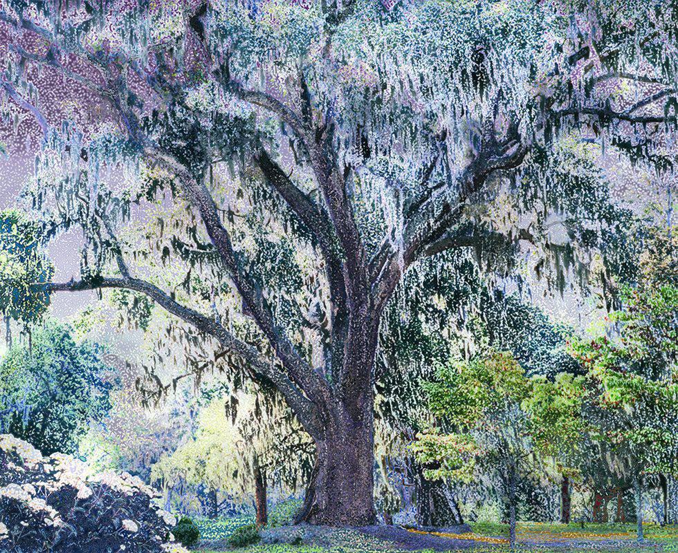 Aziz + Cucher Landscape Photograph - Scenapse #3 (Spanish Moss)