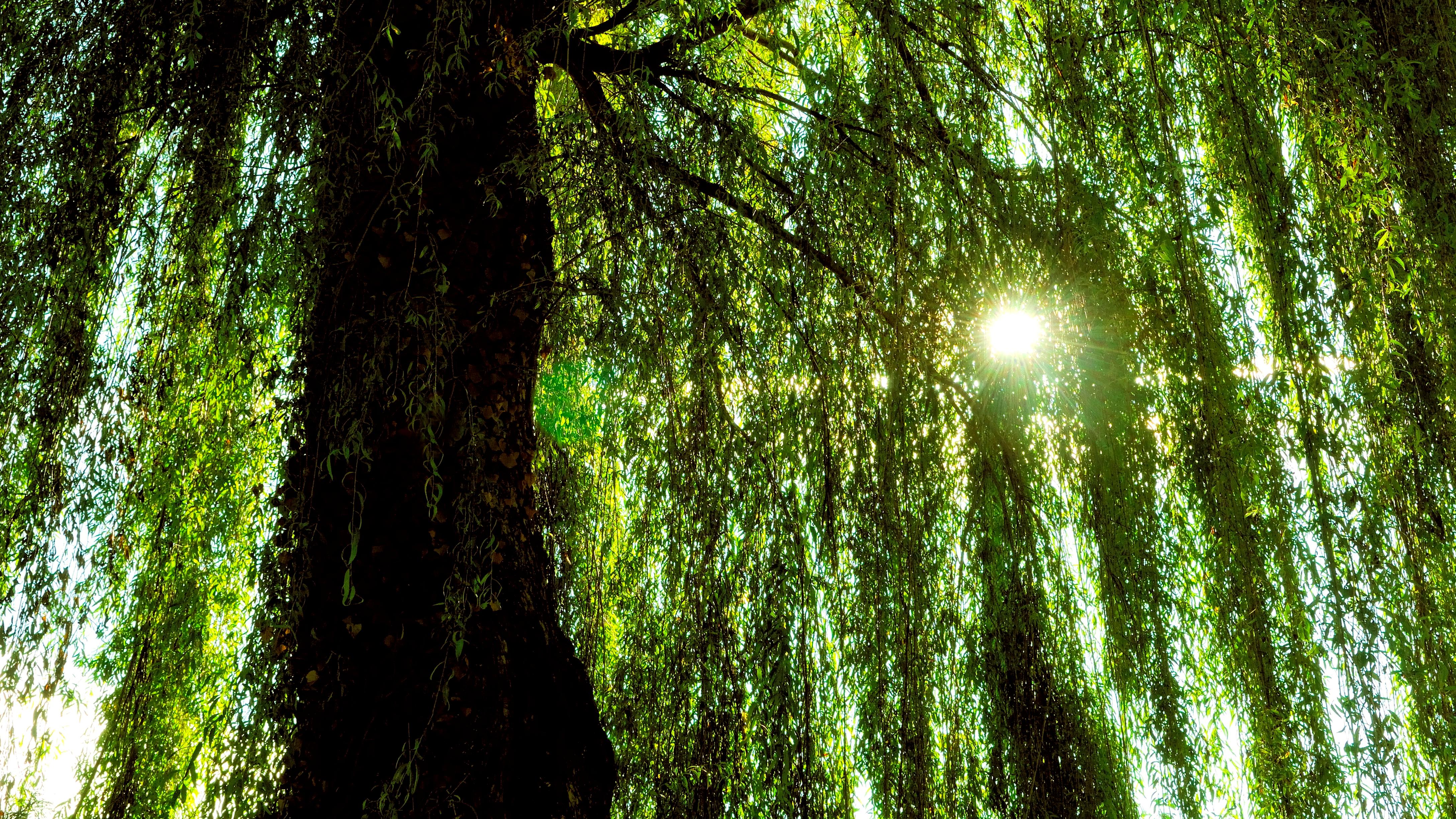 weeping willow chandelier