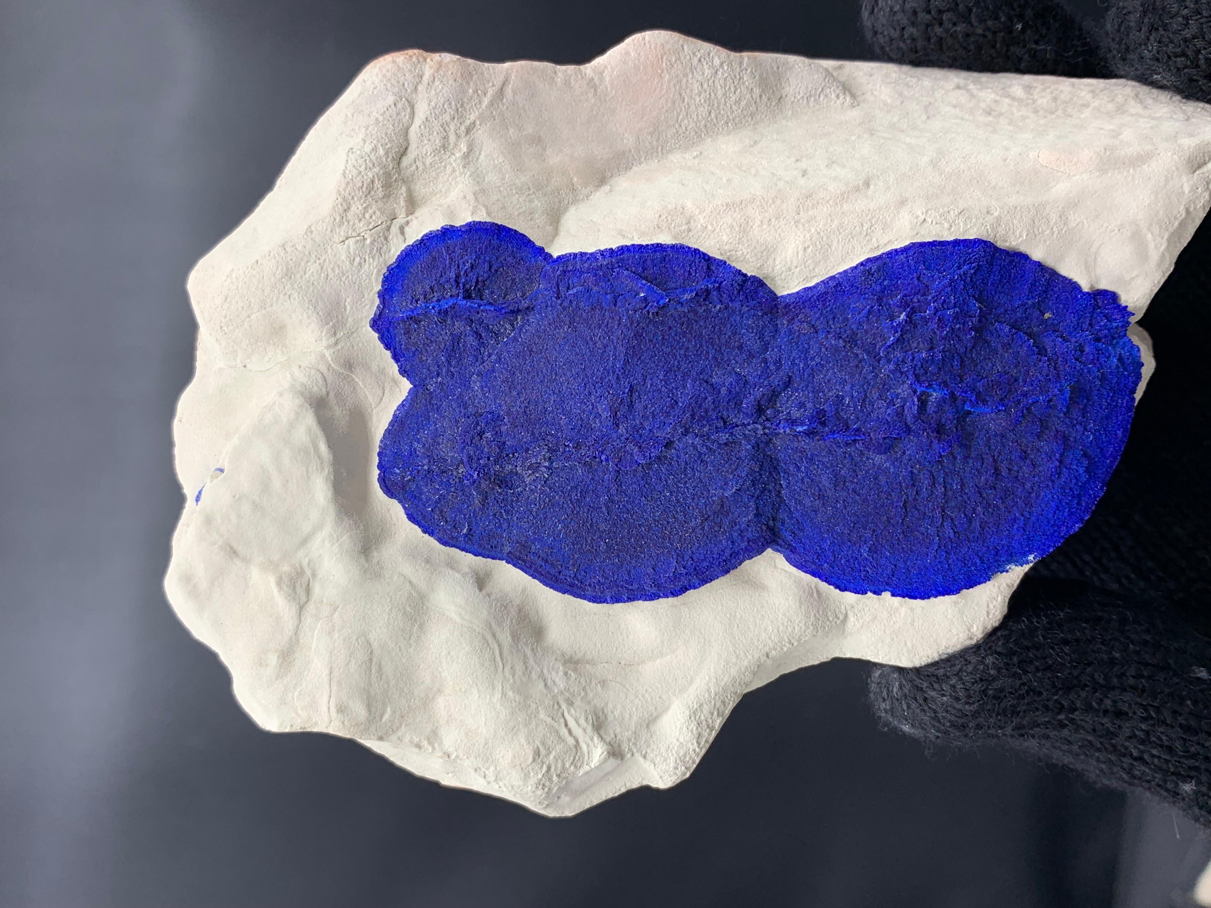 Azure Blue Azurite Sun Crystals On Cremeweiß Kaolinite Matrix aus Australien im Angebot 6
