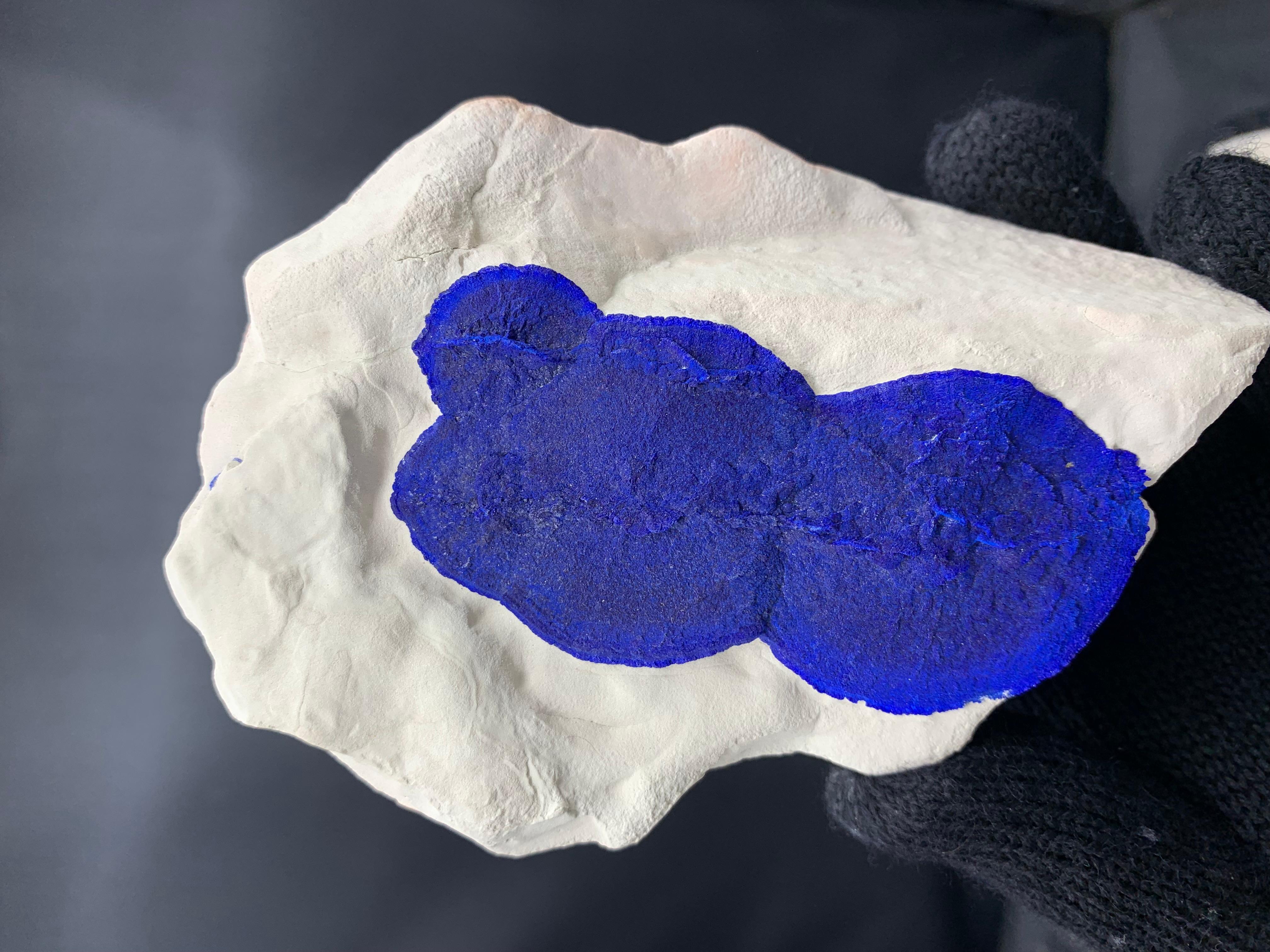 Azure Blue Azurite Sun Crystals On Cremeweiß Kaolinite Matrix aus Australien im Angebot 8