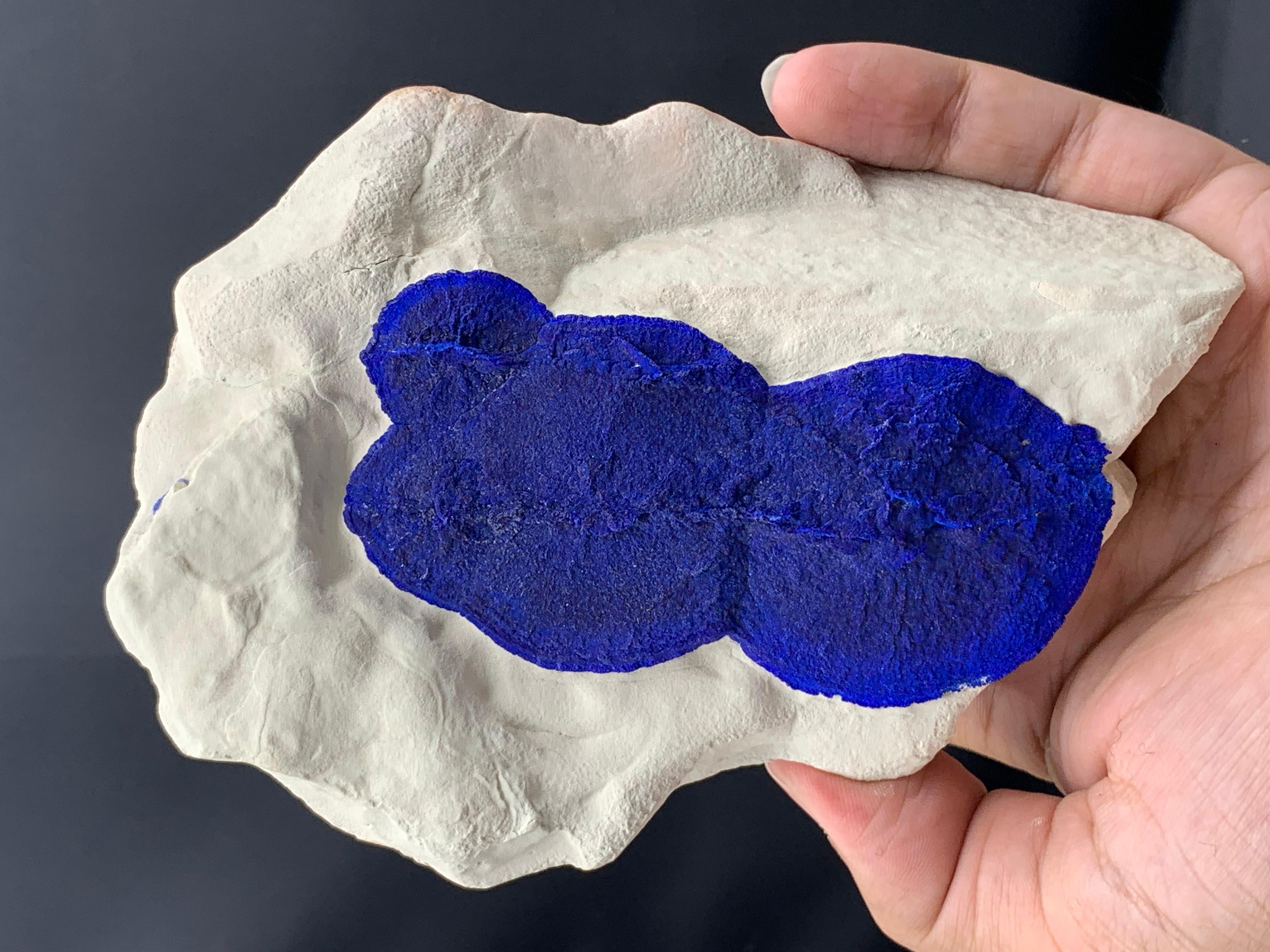Azure Blue Azurite Sun Crystals On Cremeweiß Kaolinite Matrix aus Australien (Adamstil) im Angebot