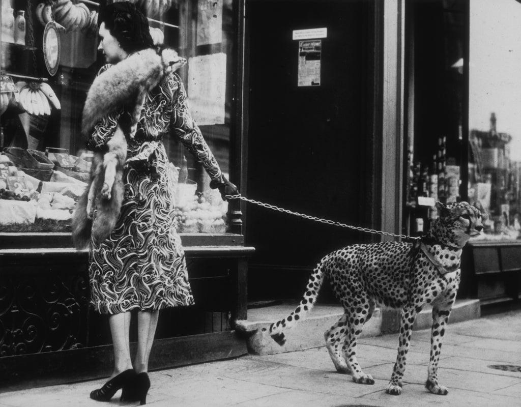 "Cheetah Who Shops" by B C Parade

American silent film actress Phyllis Gordon (1889 - 1964) window-shopping in Earls Court, London with her four-year-old cheetah who was flown to Britain from Kenya.

Unframed
Paper Size: 30" x 40'' (inches)
Printed